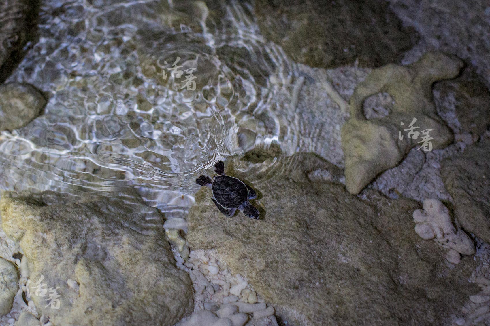 一边大海龟产卵 一边小海龟破壳 守护祖宗那片蓝